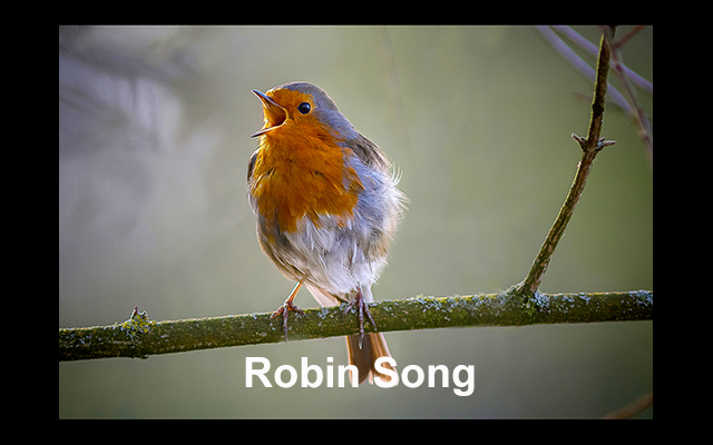 22 Robin Song copy