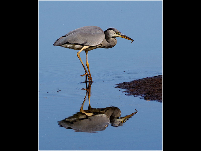 11 Joint (Audrey Astbury) C Heron with tiddler web