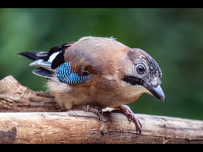 11 Joint (Rebecca Entwistle) C Jay Bird wbe