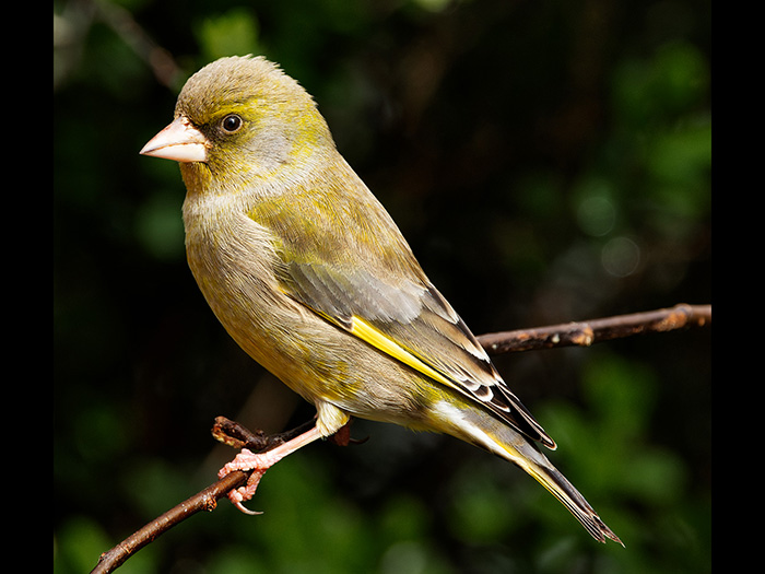 11 Joint (Stephen Ryan) C Siskin web