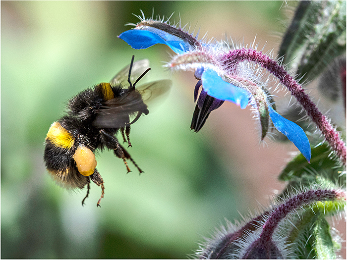 2 (Bob Stokoe) Bee on Borage web