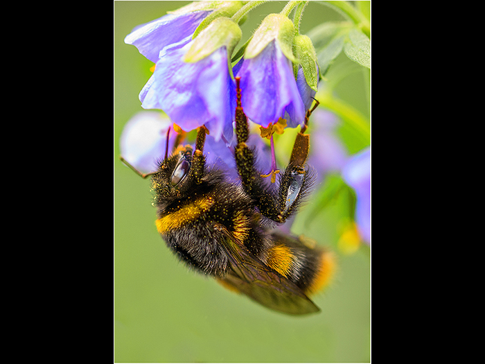 3 Joint (Bob Stokoe) Bee on Cranesbill Flower web