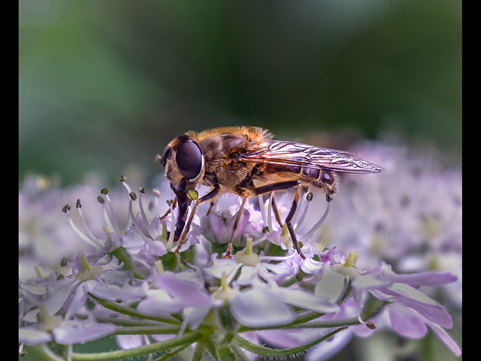 3 Joint (Rebecca Entwistle ) A bug eating web