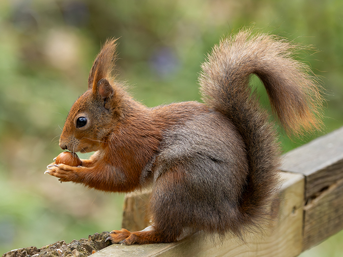 5 Stephen Ryan VHC Red Squirrel web