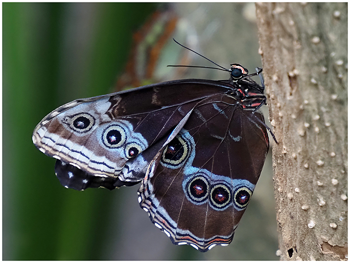 6 Joint (Sue Riley) VHC Blue Morpho Underside web
