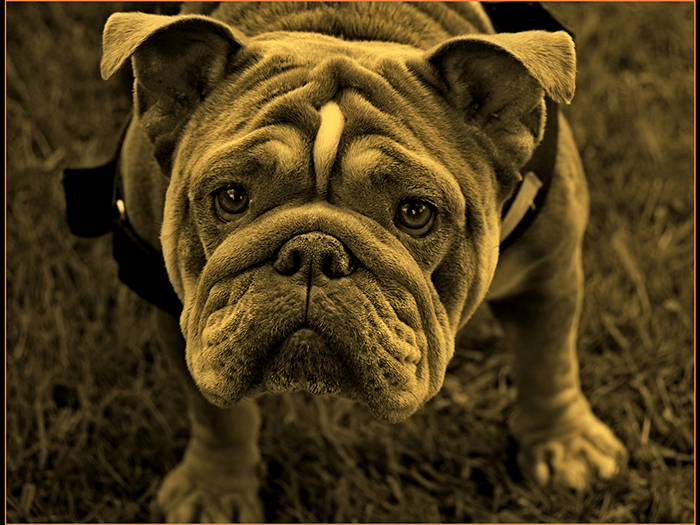 7 Joint (Colin Bookman) HC You Got Food web