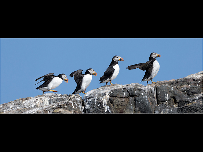 7 Joint (Dennis Flynn) HC This Way, Lads web