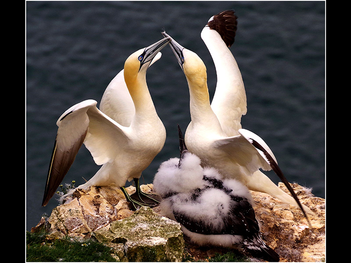 8 Joint (Audrey Astbury) HC Gannets web