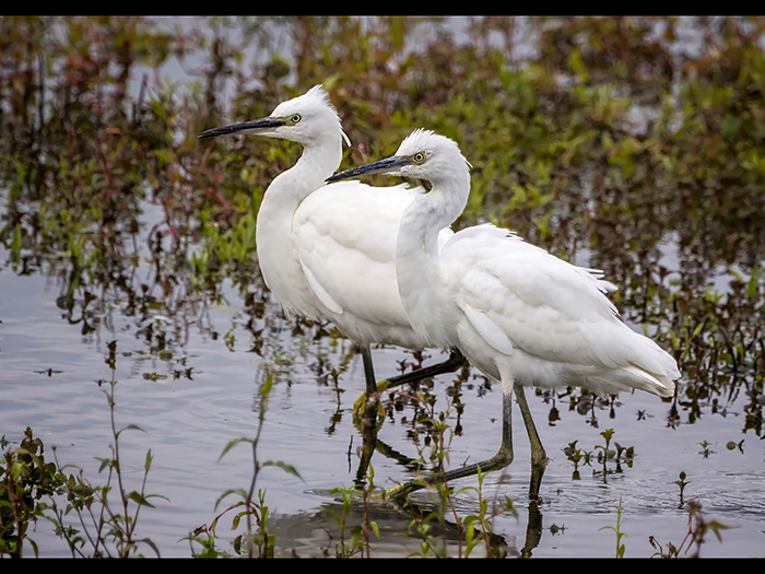 8 Joint (Tom Gandy LRPS) HC Little Egrets web