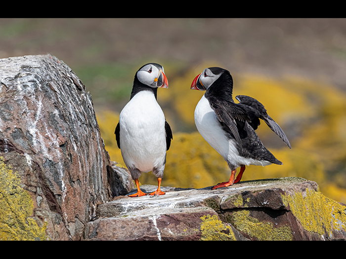 8 Joint (Tom Gandy LRPS) HC Puffin's Bonding web